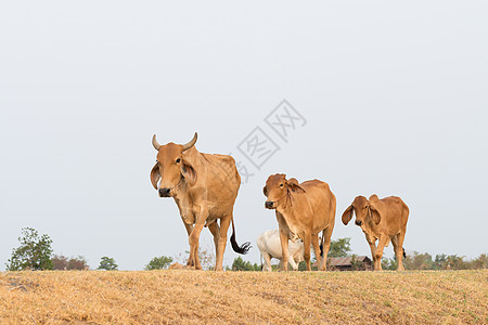 泰国农村的亚洲牛群图片