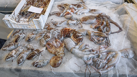 鱼市场上的章鱼和鱿鱼图片