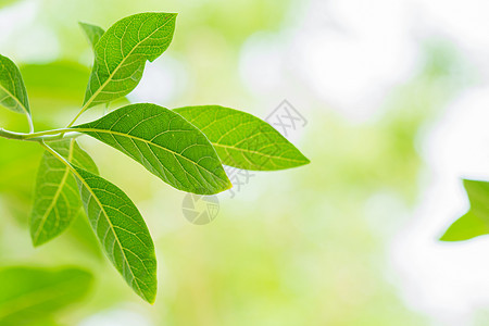 叶绿色背景植物生长幼苗花园美丽生态森林季节植物学环境图片