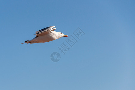 飞行海鸥对抗蓝天野生动物海鸟空气天空荒野白色自由翅膀航班海洋图片