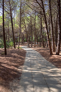 地中海松树林中的梅地拉那蓝色木头针叶树生长环境旅行树干松树旅游植被图片