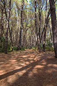 地中海松树林旅游环境生长树干绿色叶子旅行季节公园蓝色图片