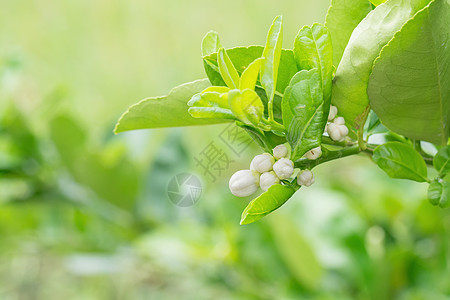 柠檬树枝花花园花朵绿色农业白色宏观叶子植物晴天橙子图片