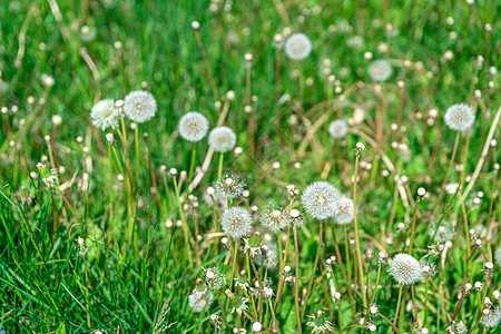 夏日绿地上的花草植物阳光生活脆弱性幼苗自由杂草季节种子环境图片