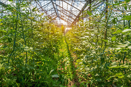 有机西红柿在玻璃里熟熟 没有化学品的蔬菜收成植物植物学叶子绿色植物农业花园生长幼苗场地图片