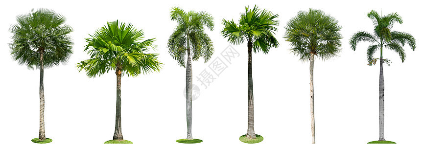 白色背景的棕榈树分离收藏品植物群树干环境异国花园丛林叶子生长假期绿色图片