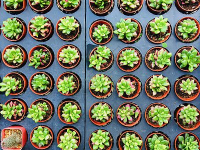 花盆中的仙人掌群团体植物生长风格装饰植物学花园房子园艺叶子图片