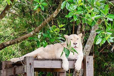 自然界中的白狮子图片