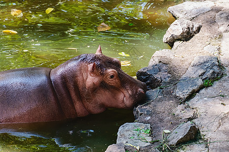 河边岩石上行走的河马水坑栖息地荒野危险公园环境游泳动物群哺乳动物野生动物图片