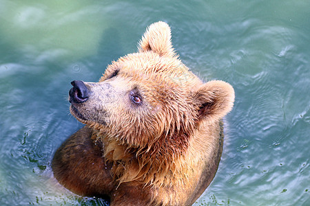 熊 灰熊在水中捕食者宠物动物毛皮游泳成人野生动物哺乳动物森林眼睛图片