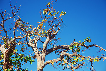 蓝色天空背景下的树顶树枝分支生长森林植物群植物木头阳光季节晴天公园热带图片