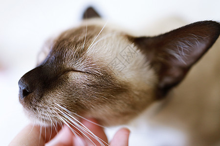 蓝眼睛的棕色黑蜂猫 山猫躺在地上哺乳动物猫咪宠物动物毛皮长椅胡须孩子小猫猫科动物图片