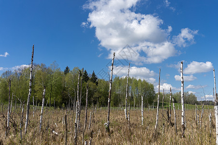 沼泽地上的枯树场景农村环境湿地木头林地季节天空风景蓝色图片