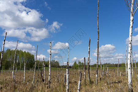 沼泽地上的枯树湿地林地森林木头风景环境农村树干蓝色场景图片