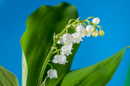 山谷的白百合森林宏观花朵花束香水荒野植物高度叶子花园图片