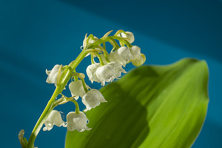 山谷的白百合香水荒野花束植物群花园花瓣森林植物礼物季节图片