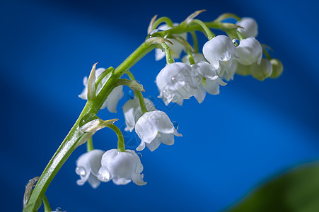 山谷的白百合花瓣森林香水荒野叶子植物植物群高度植物学季节图片