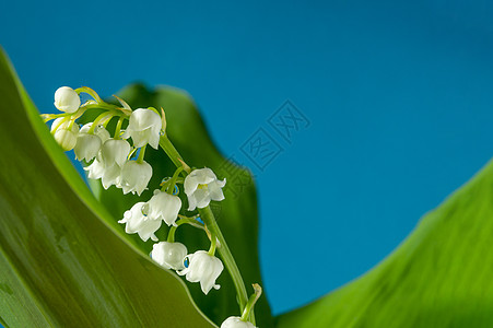 山谷的白百合叶子森林香水礼物宏观植物植物学花园花朵花束图片