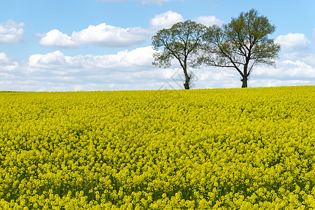 黄色田地景观的动态颜色晴天阳光土地农业农场环境生长生态地平线农田图片