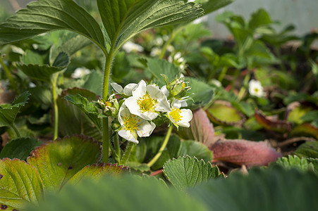 紧贴草莓植物的白花上叶子花瓣生长农场浆果园艺季节花园水果场地图片