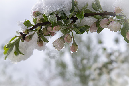 春雪 覆盖新鲜粉红苹果树花雪花园艺意外融化降雪气候变化全球农业天气叶子图片