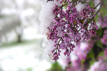 无法季节的春秋雪 覆盖了花蕾芽灯泡花朵生长雪花意外紫色气候农业园艺全球背景图片