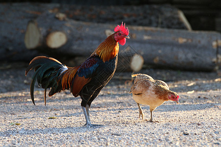 鸡鸡 公鸡亚洲和小母鸡家庭 打架斗鸡 农村的游戏孔雀图片