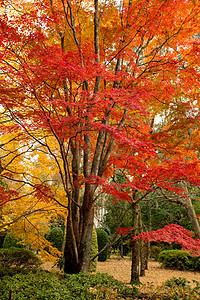 秋天的美丽 满彩的枯树图片