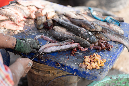 蛇头鱼被切割和干净 认为生活简单 贫穷图片