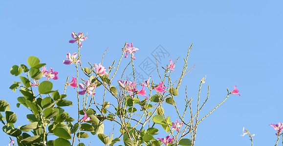 美丽的粉红花朵花 丰冈兰花树树木兰花季节花园紫色植物树叶花瓣紫荆花天空图片