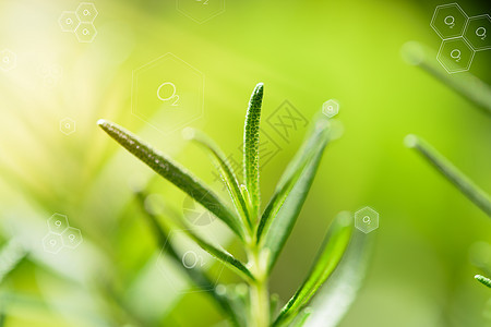 模糊背景上的天然新鲜绿叶和氧气图标晴天阳光迷迭香生长植物农业风景环境花园公园图片