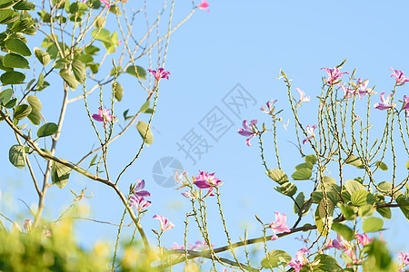 美丽的粉红花朵花 丰冈兰花树紫色兰花背景紫荆花树叶季节树木植物花瓣天空图片