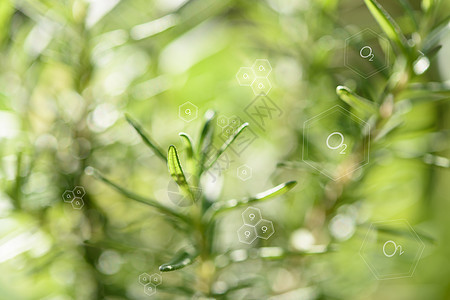 模糊背景上的天然新鲜绿叶和氧气图标风景草本植物季节森林幸福叶子农业晴天环境植物图片