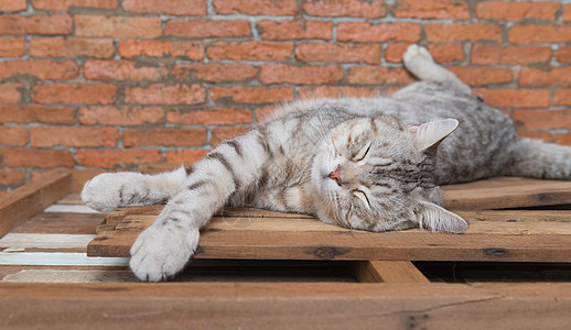 短短的毛发长猫睡在木头上 有砖墙后院眼睛小憩睡眠虎斑乐趣小猫花猫动物哺乳动物婴儿图片