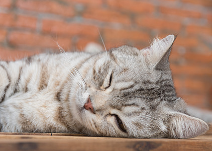 短短的毛发长猫睡在木头上 有砖墙后院动物花猫客厅小憩毛皮小猫婴儿乐趣宠物睡眠图片