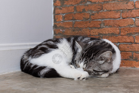 短短的毛发长猫睡在木头上 有砖墙后院家畜小猫婴儿哺乳动物睡眠毛皮花猫眼睛虎斑宠物图片