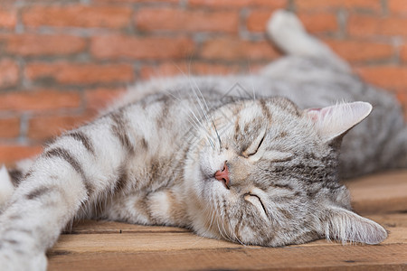 短短的毛发长猫睡在木头上 有砖墙后院客厅花猫宠物婴儿眼睛小憩哺乳动物家畜乐趣小猫图片
