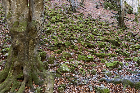 秋天的观望席卷蒂蒂芬巴尔干迷宫 山峰高 格莱德森林和衰落的森林凹槽空地旅行树叶榆树叶子石头岩石运动全景图片