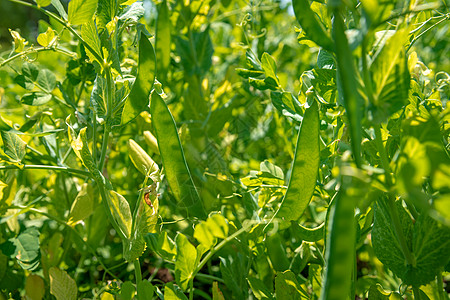 在阳光下成熟的农场 田地上的有机甘蔗绿豆种植园场地收成农业豆类蔬菜宏观叶子生产饮食图片