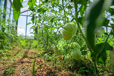 有机绿色西红柿在温室中成熟 种植无化学品的蔬菜 健康食品土壤花园收成农场栽培叶子生长植物衬套农业图片