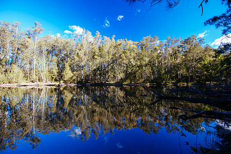 澳大利亚的Bodalla公园和Mummuga湖植物乡村踪迹植物群小路旅游森林国家远足休息区图片