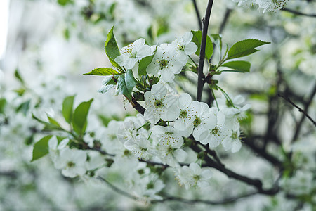 白色是美丽的樱花花樱花宏观植物学植物群公园季节天空植物花瓣花园图片