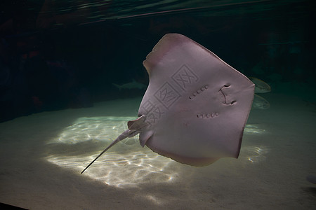 海上的烟灰缸水族馆蓝色蝠鲼旅游观光微笑动物珊瑚潜水野生动物图片