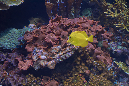 海洋中的小黄鱼条纹动物海洋生物水族馆红衣游泳珊瑚礁夫妻婚姻海上生活图片