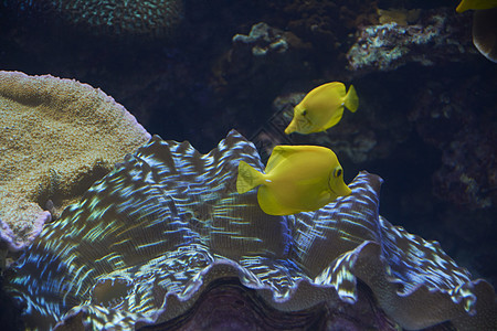 海洋中两只小黄鱼图片