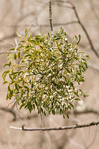 Mistletoe 白色浆果  Viscum 专辑绿色树木植物群水平荒野果园野生动物水果植物寄生虫图片