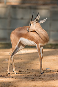 非洲羚羊沙漠荒野棕色跳羚哺乳动物生态男性食草喇叭警报图片