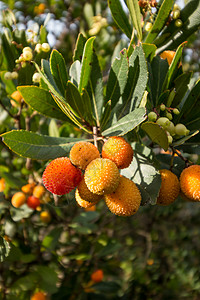 草莓树阿布图unedo浆果甘蔗红色黄色叶子衬套水果灌木状橙子绿色图片