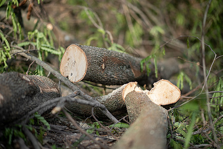 砍伐的树木木材环境松树野生动物绿色植物生态荒野林业损害图片