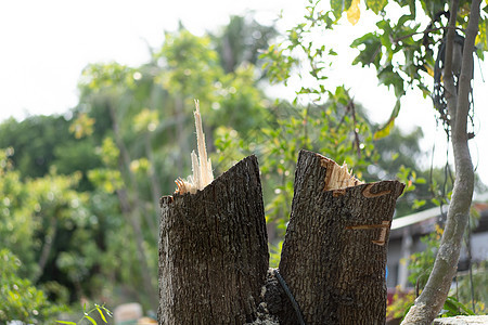 砍伐的树木农业树桩绿色生态森林损害日志国家木材木头图片